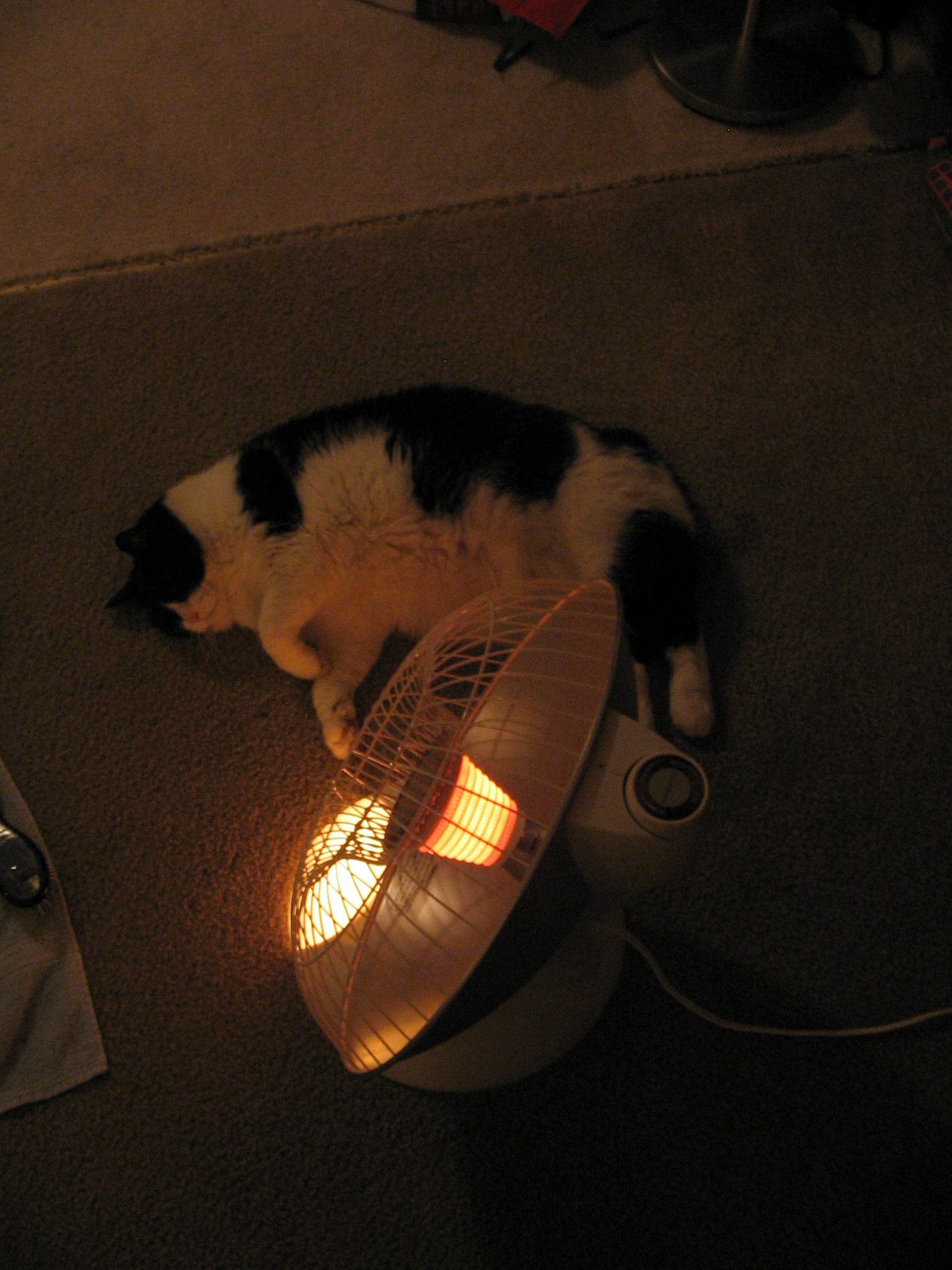 The Power of Scent in Feline Comfort (image credits: wikimedia)
