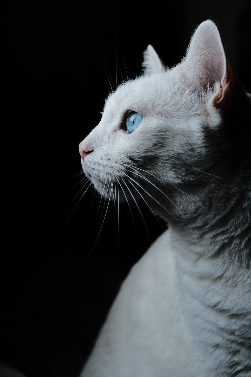 Elderly Cats and Their Lighting Needs (image credits: pixabay)