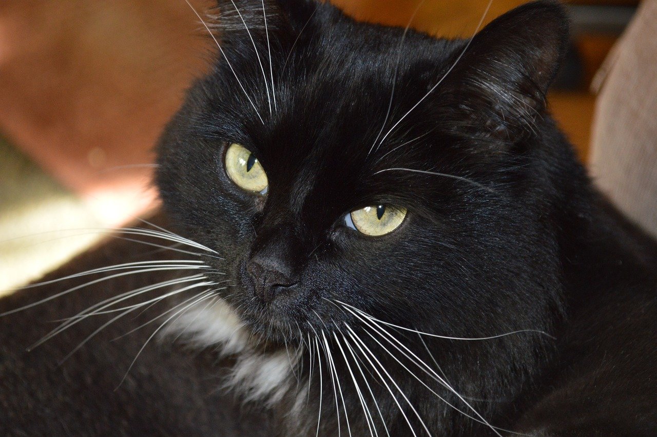 Smart Lighting for High-Tech Cat Homes (image credits: pixabay)
