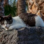 10 Cat Breeds That Communicate Best Through Routine