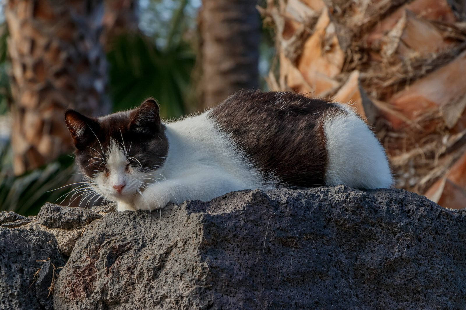 10 Cat Breeds That Communicate Best Through Routine