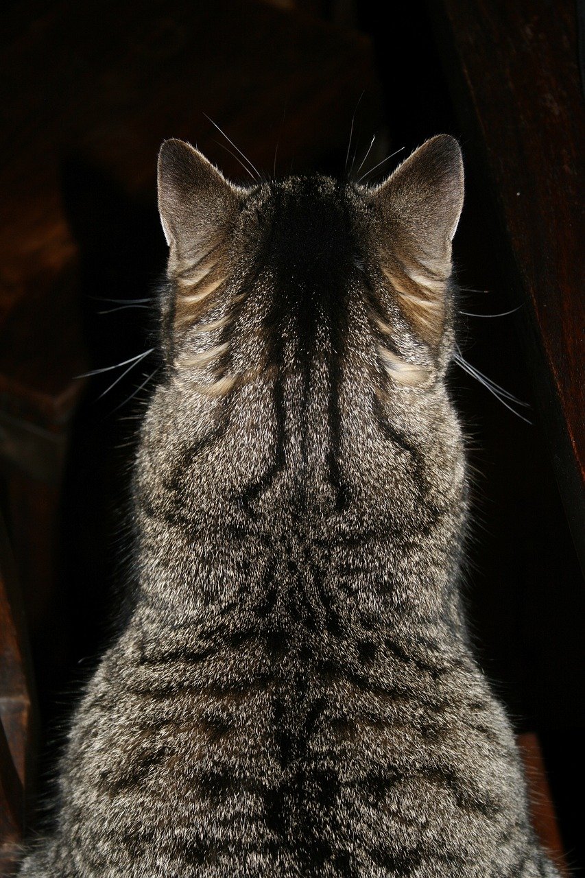 Offering Their Back, Not Their Belly (image credits: pixabay)