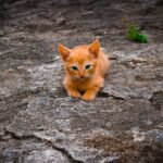 10 Feline Signals That Mean “I Want You Near, Not On Me”