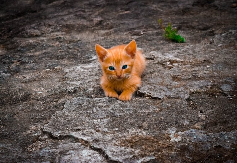 10 Feline Signals That Mean “I Want You Near, Not On Me”