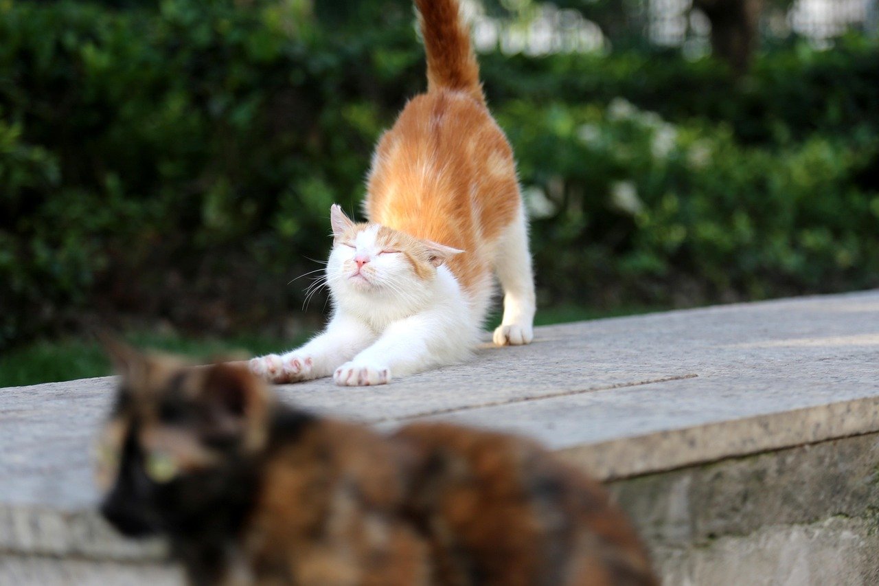 Stretching Out Away from You (image credits: pixabay)