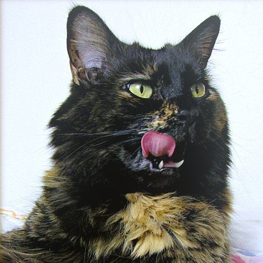 Purring, But Not Approaching (image credits: wikimedia)