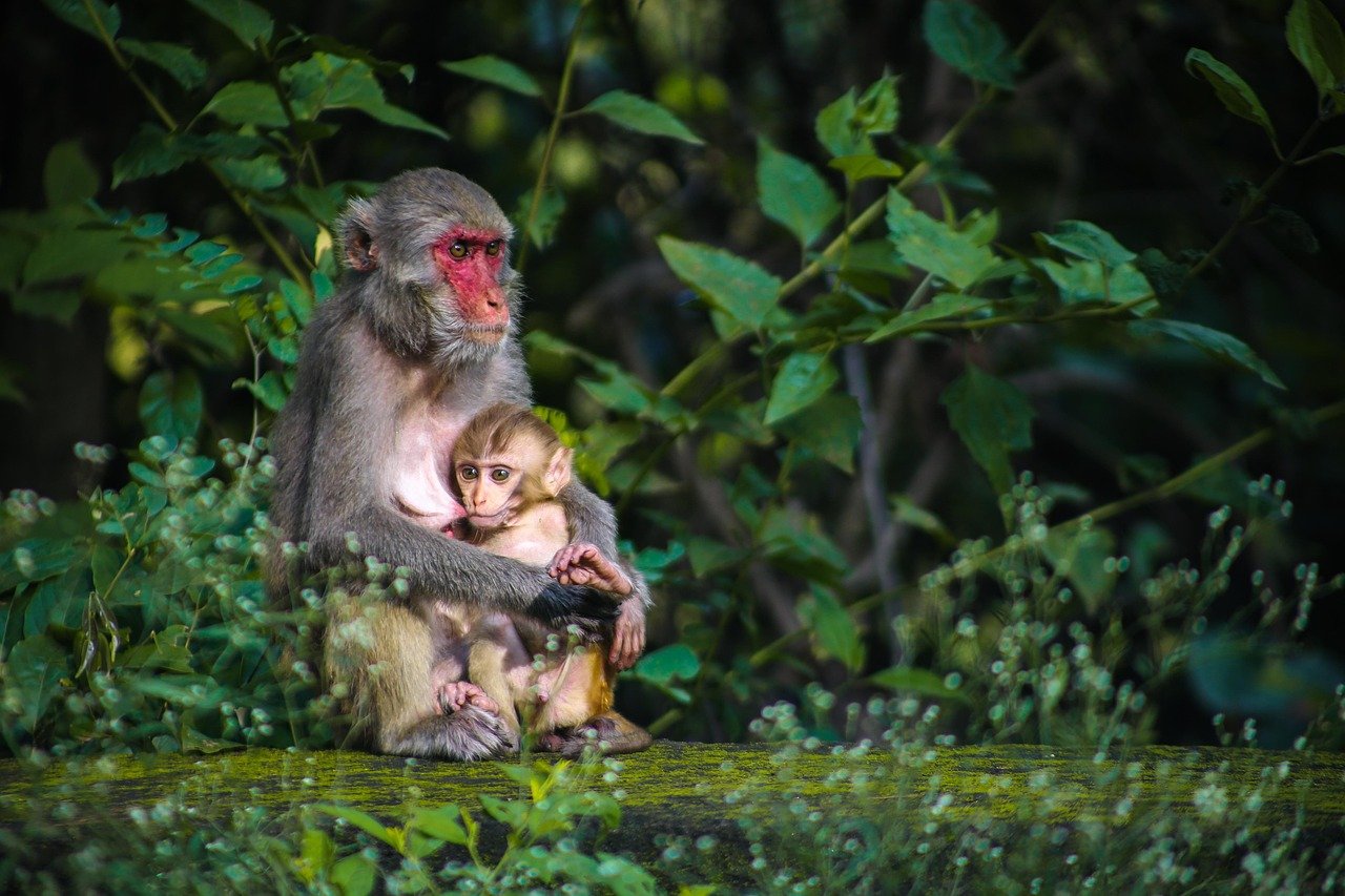 Mealtime Is a Shared Event (image credits: pixabay)