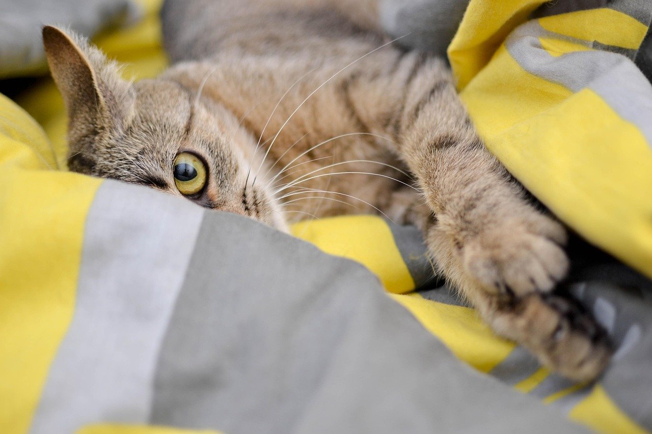Watching You Over Their Shoulder (image credits: pixabay)