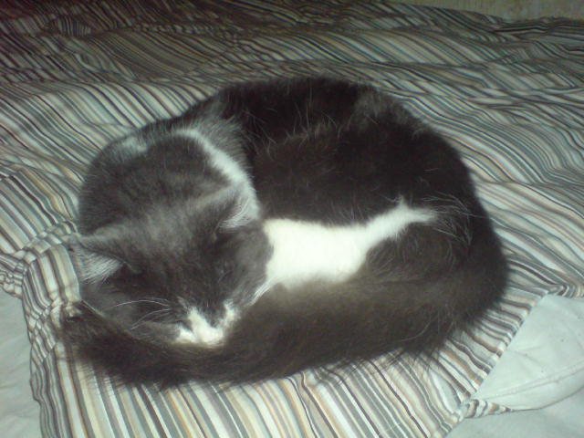 Your Cat Sleeps Near You Consistently (image credits: wikimedia)