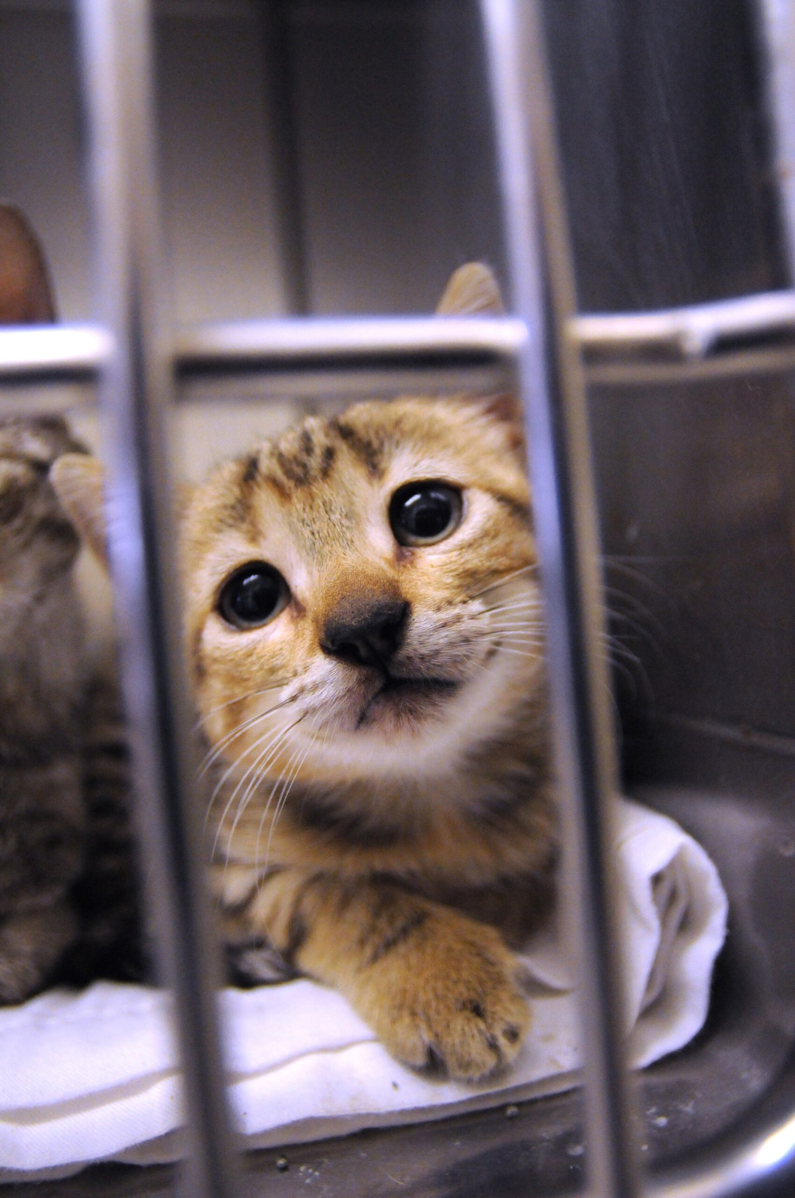 Medical Needs: Health Comes First (image credits: wikimedia)