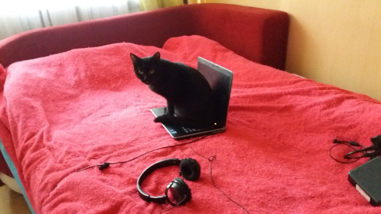 Home Layout: Cat-Approved Spaces (image credits: wikimedia)