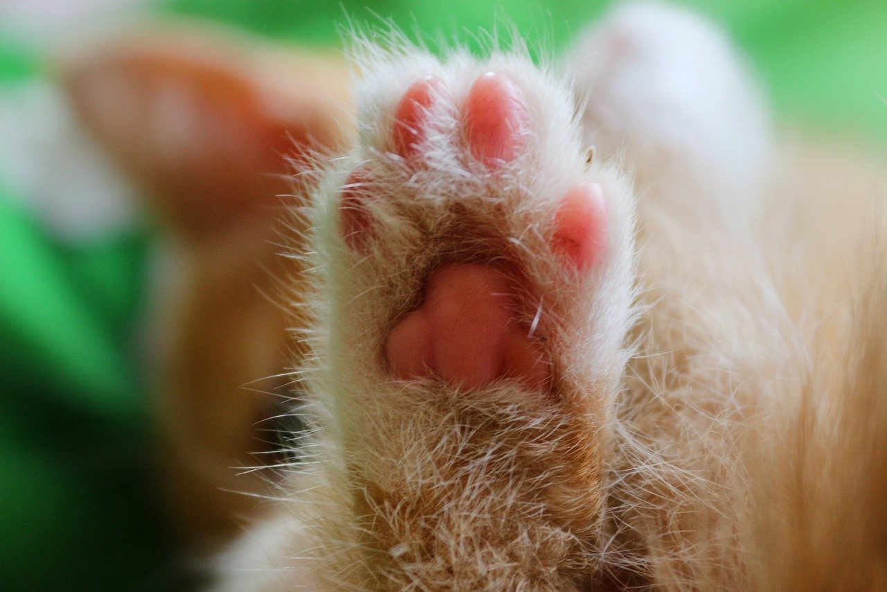 Brushing Against Your Legs (image credits: pixabay)