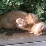 10 Moments That Show Cats Appreciate Your Presence