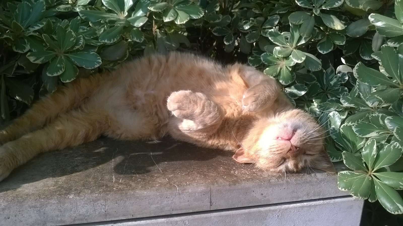 10 Moments That Show Cats Appreciate Your Presence