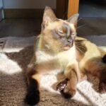 Using Your Voice to Soothe and Connect