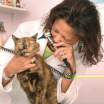 How to Be the Emotional Anchor a Cat Didn’t Know They Needed