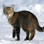 Why Cats Return to You Even After Exploring Every Room