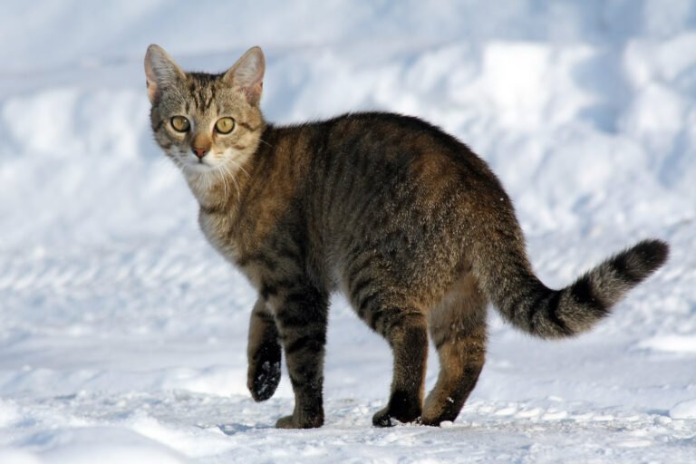 Why Cats Return to You Even After Exploring Every Room