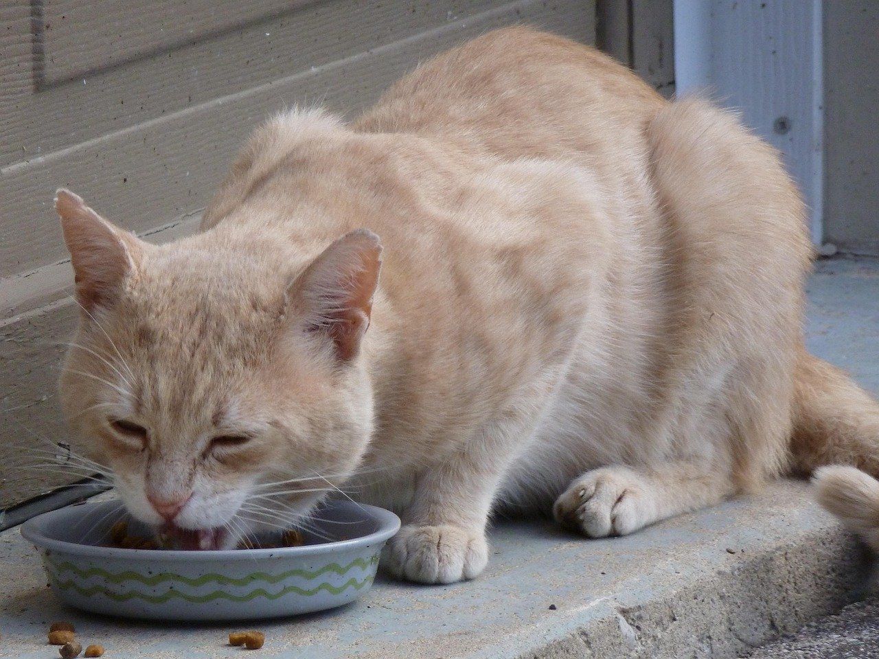 Mealtime Rituals Together (image credits: pixabay)
