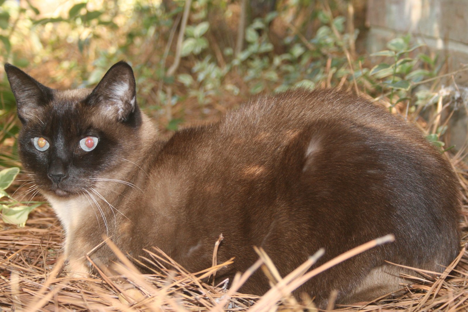 Siamese: The Devoted Shadow (image credits: wikimedia)