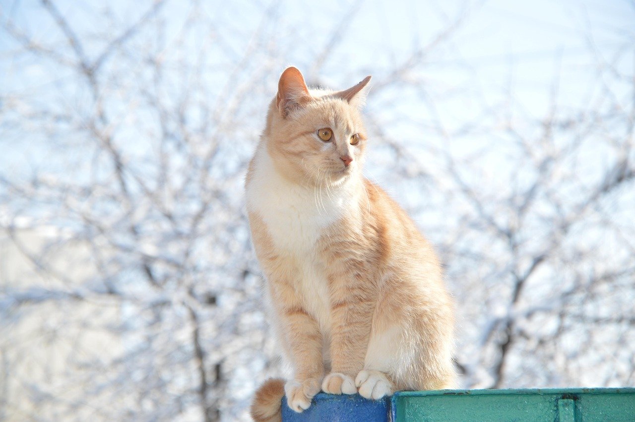Your Cat Exposes Their Belly (image credits: pixabay)