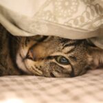 12 Signs Your Cat Is More Connected to You Than You Realize