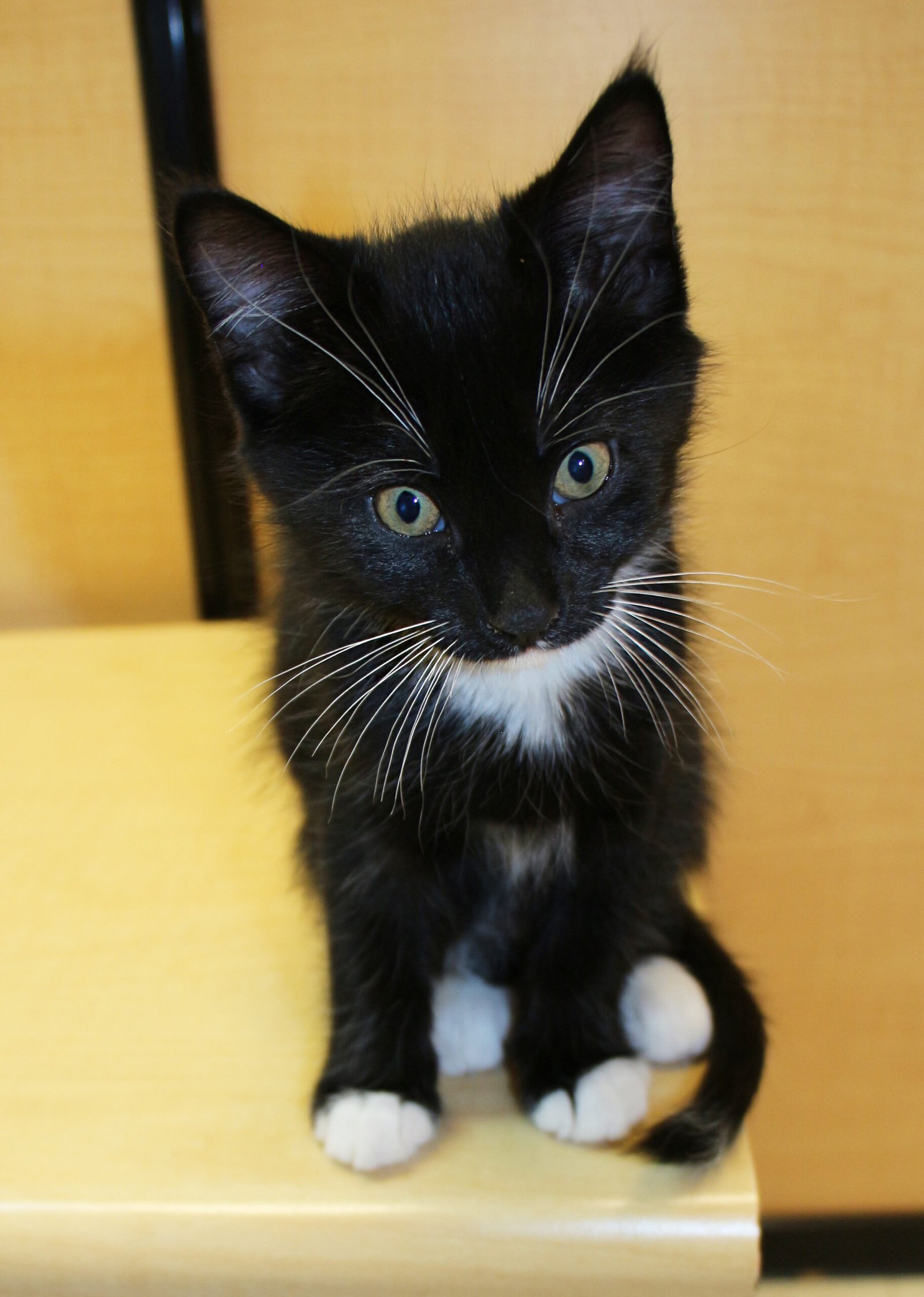 Improved Socialization with People and Pets (image credits: wikimedia)