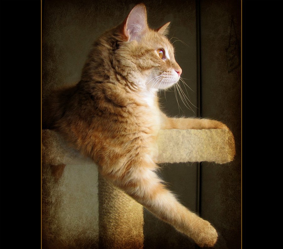More Playful and Engaged Cats (image credits: wikimedia)