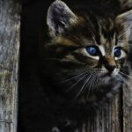 Cats Learn Faster with Consistent Emotions