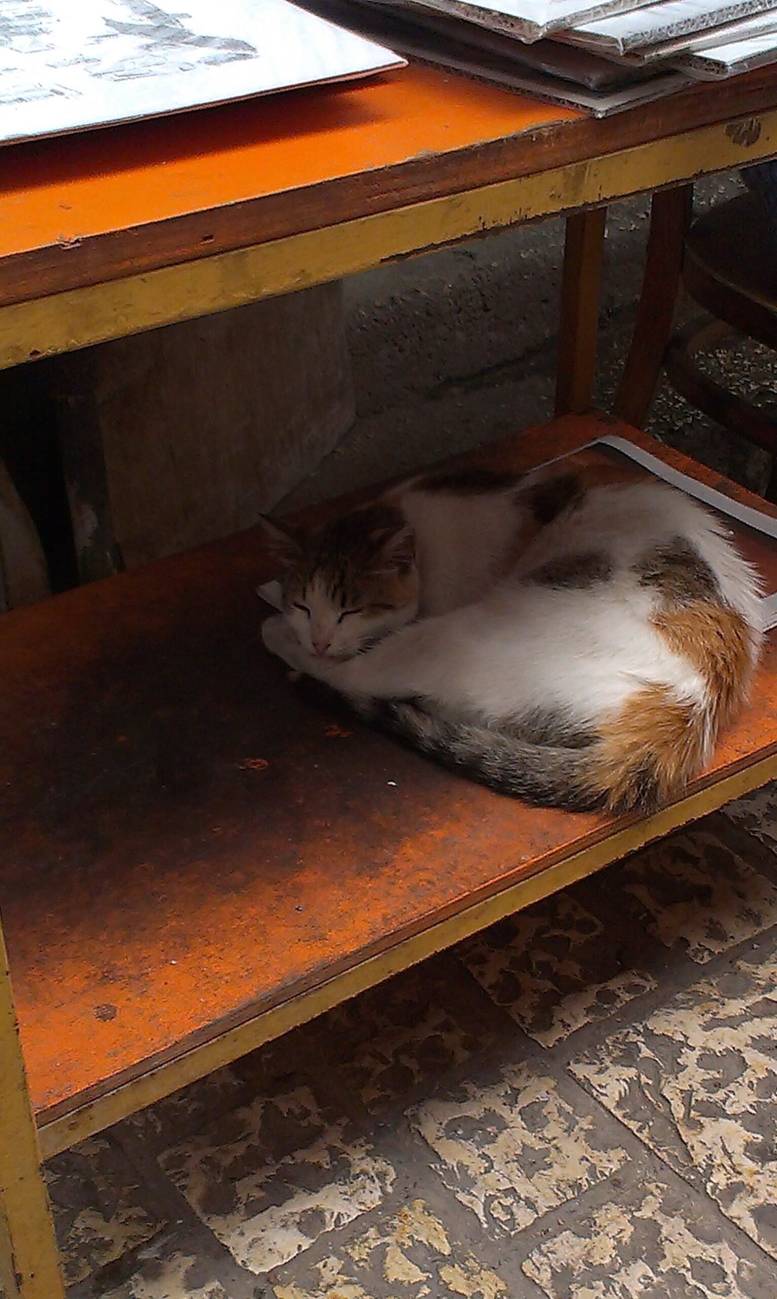 Your Cat’s Deep Need for Security (image credits: wikimedia)