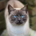 Could the Ragdoll Be the Most Emotionally Intelligent Cat?