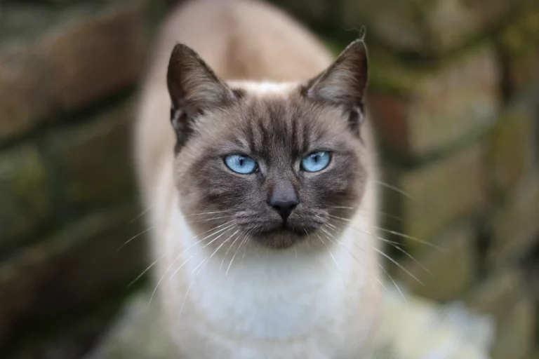Could the Ragdoll Be the Most Emotionally Intelligent Cat?