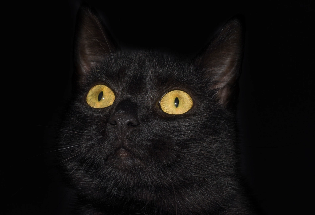 The Copper-Eyed Gaze: A Window to Their Soul (image credits: rawpixel)