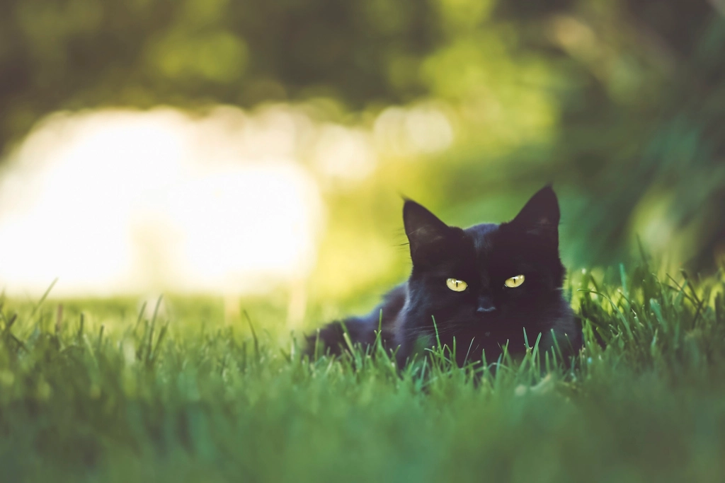 Hypoallergenic Qualities: A Breath of Fresh Air? (image credits: rawpixel)