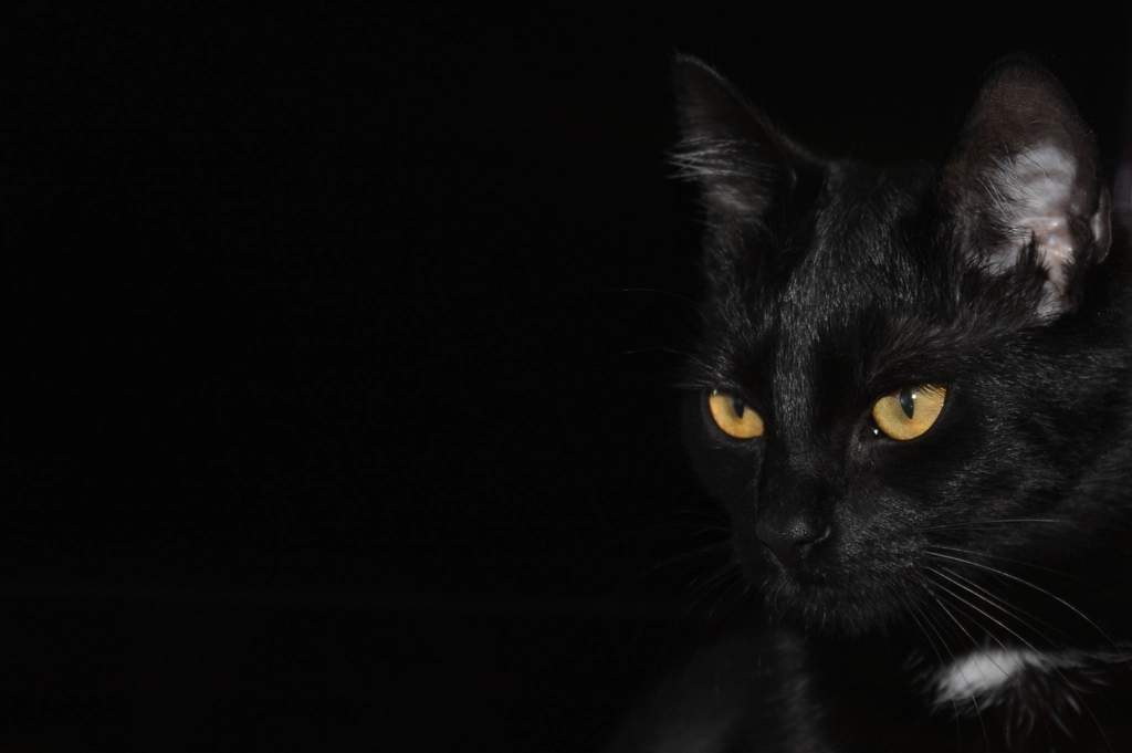 Unique in Every Way: Not Just Another Black Cat (image credits: rawpixel)