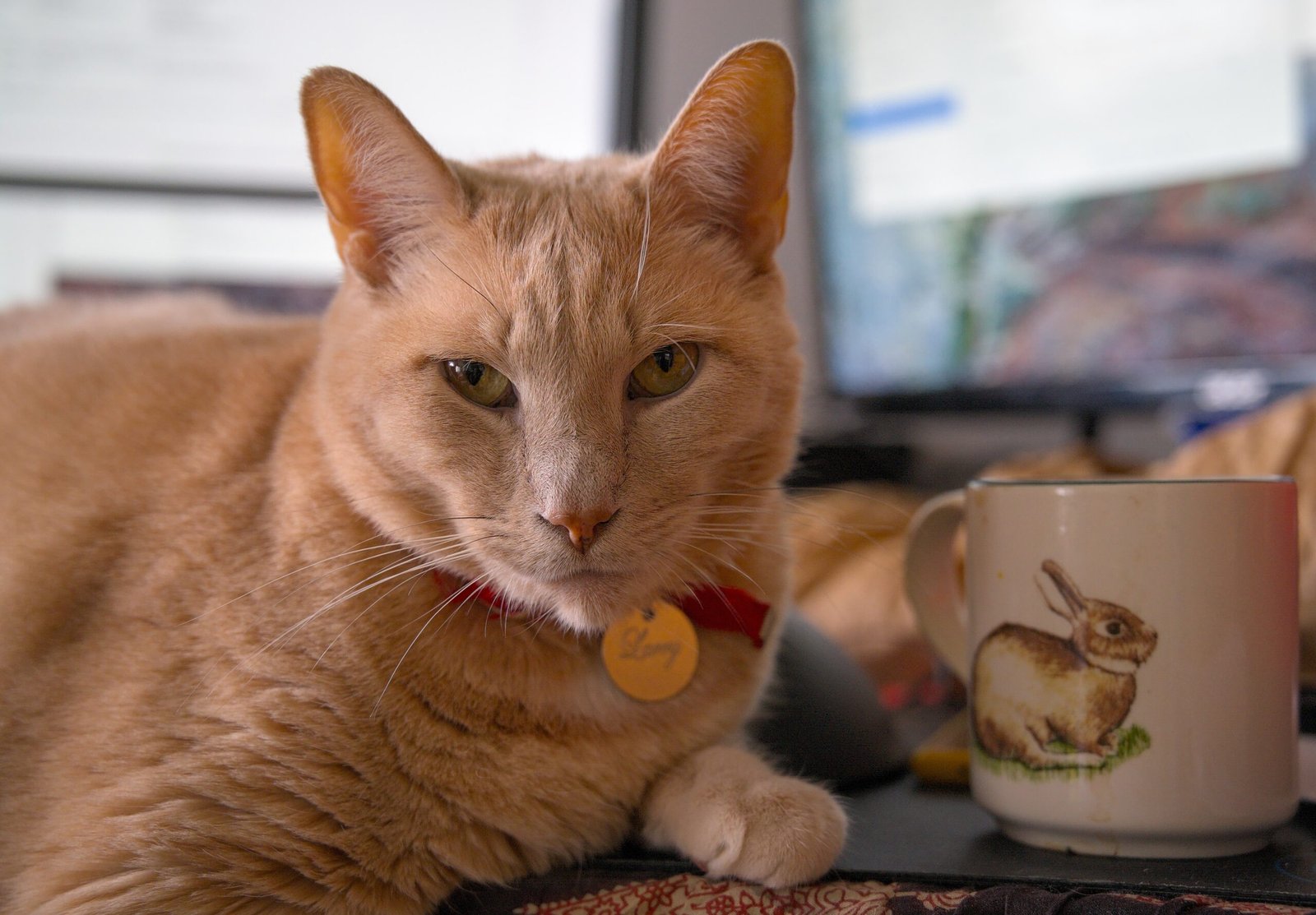Your Cat Is a Regular at Your Work-From-Home Desk (image credits: wikimedia)