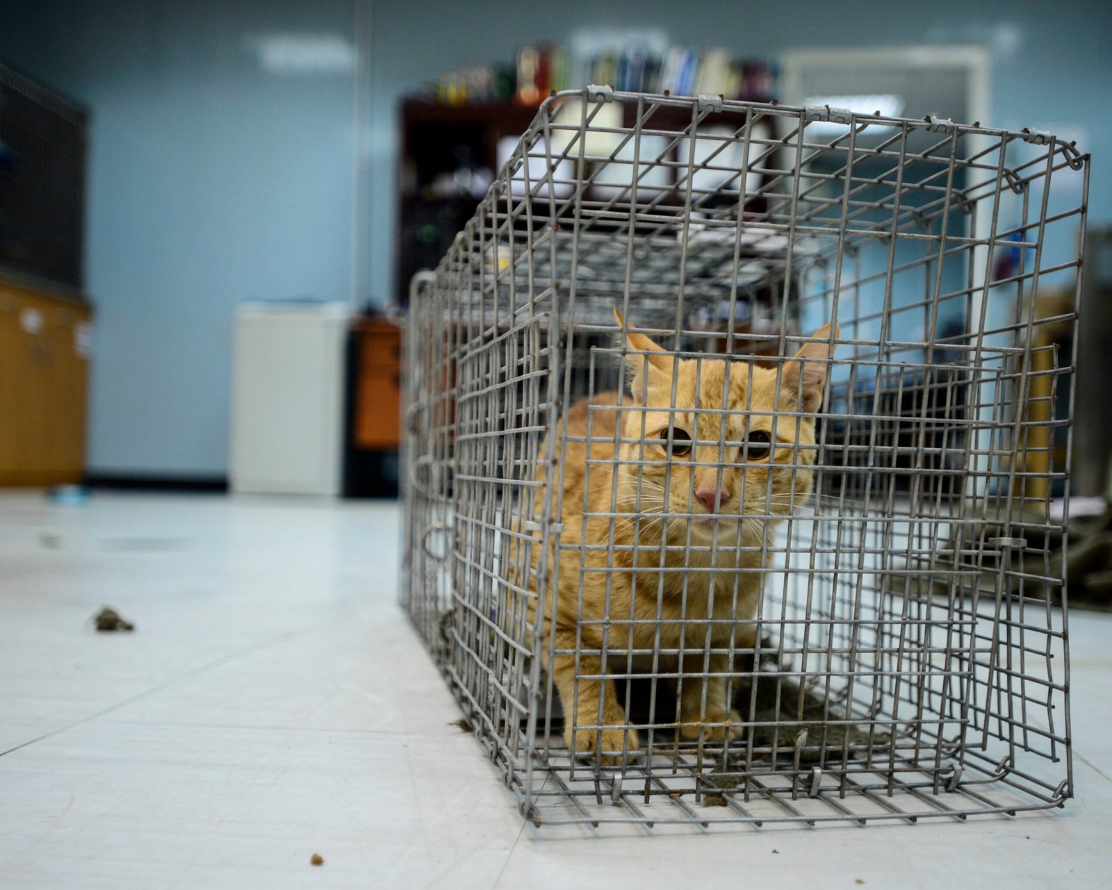 Respecting Aging or Special Needs Cats (image credits: wikimedia)