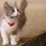 10 Signs You’ve Created a Cat-Friendly Life Without Realizing It