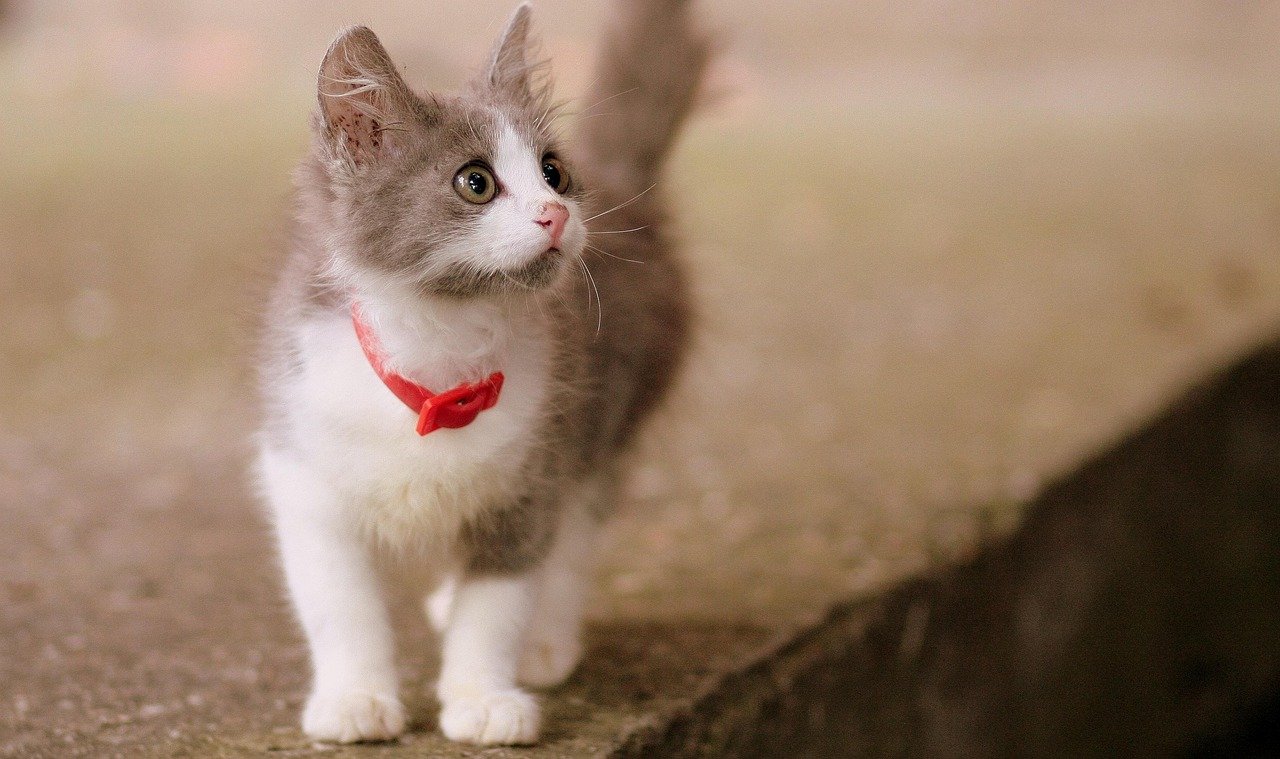 10 Signs You’ve Created a Cat-Friendly Life Without Realizing It