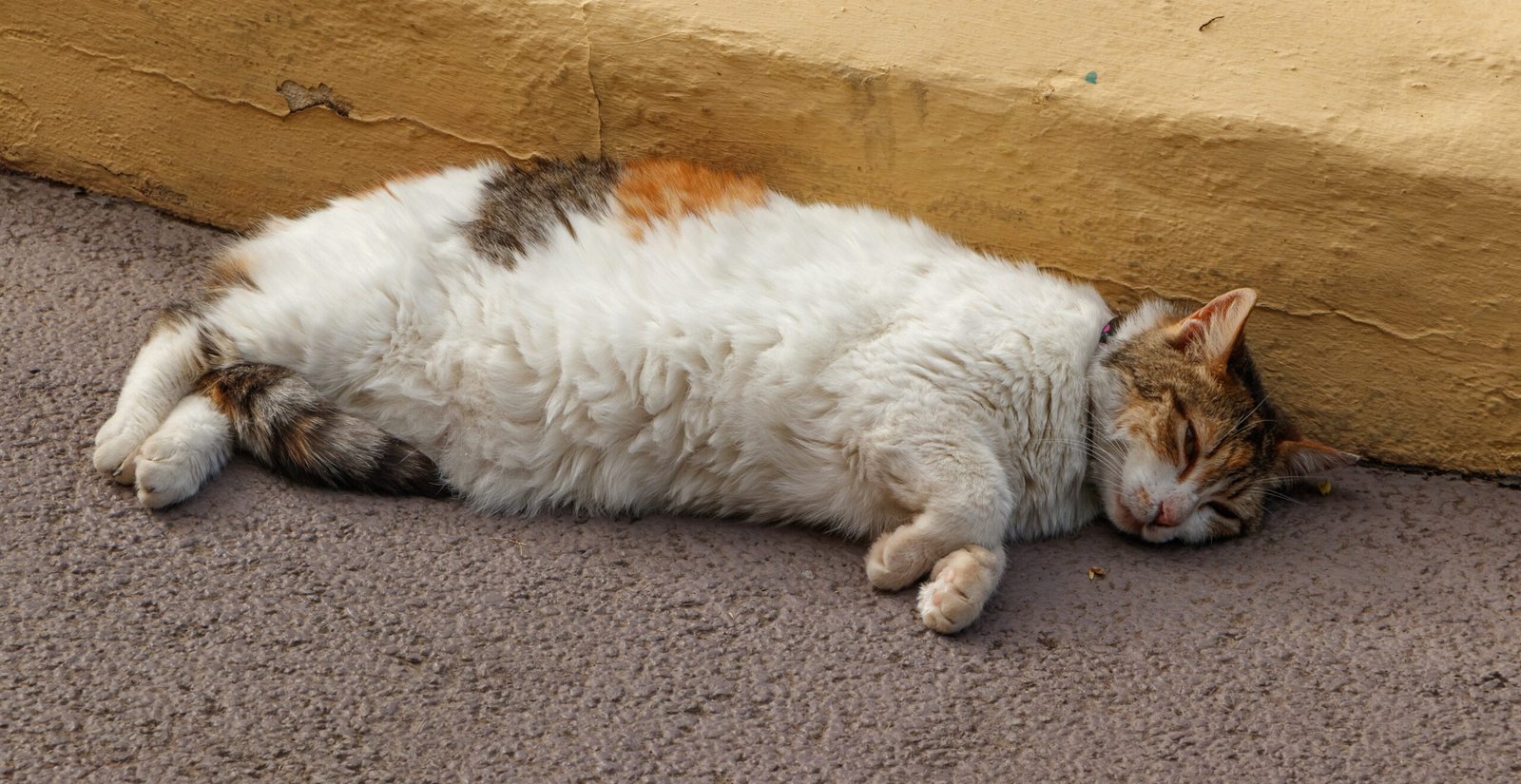Purring and Proximity (image credits: wikimedia)