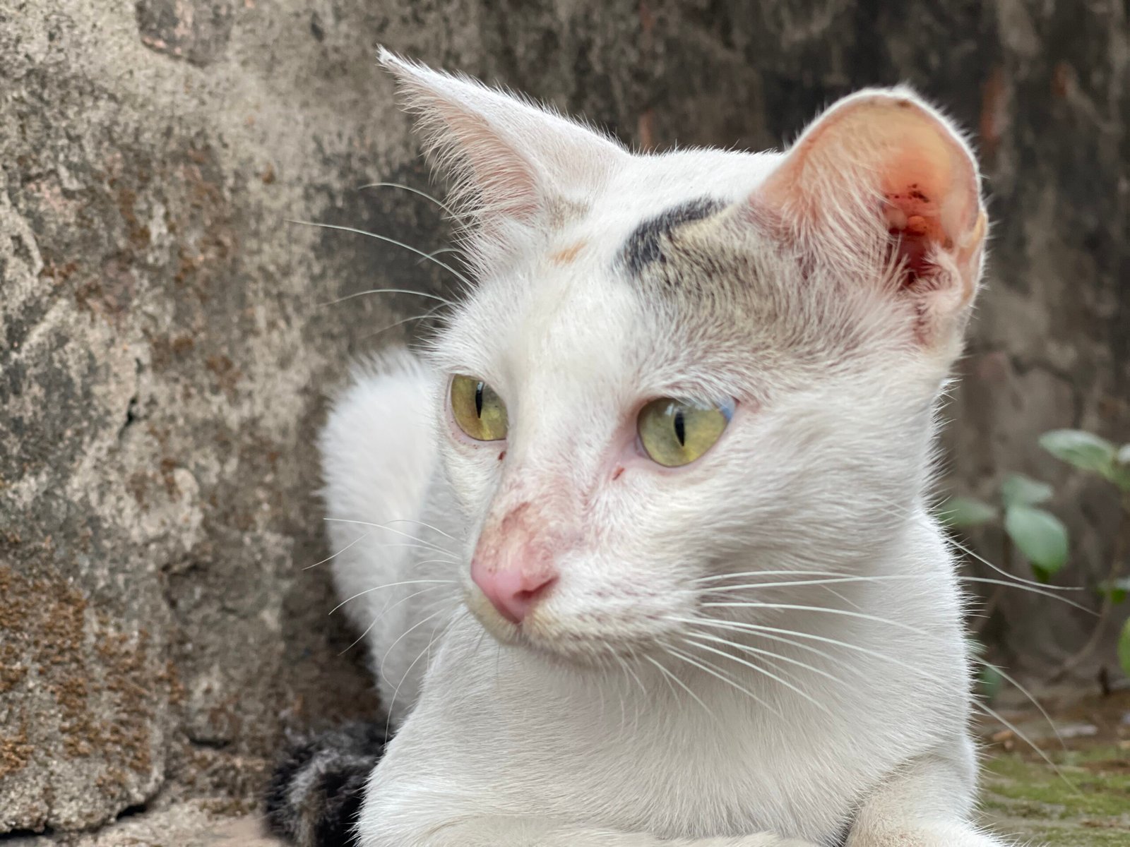 How Sitting Nearby Helps New Cats Adjust (image credits: wikimedia)