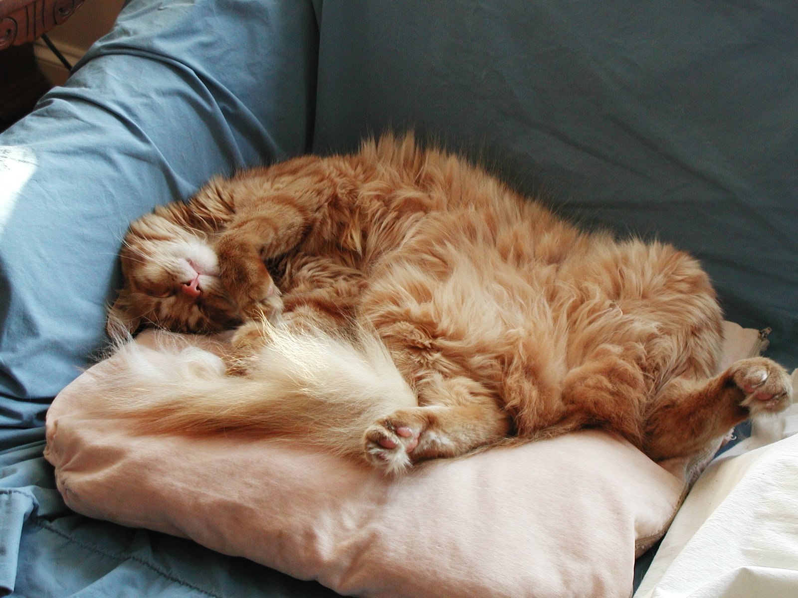 Creating a Cat-Friendly Home Environment (image credits: wikimedia)