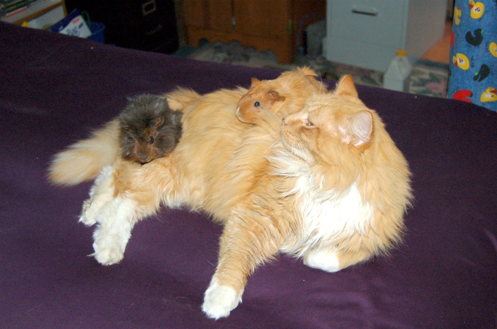 Encouraging Gentle Socialization with Others (image credits: wikimedia)