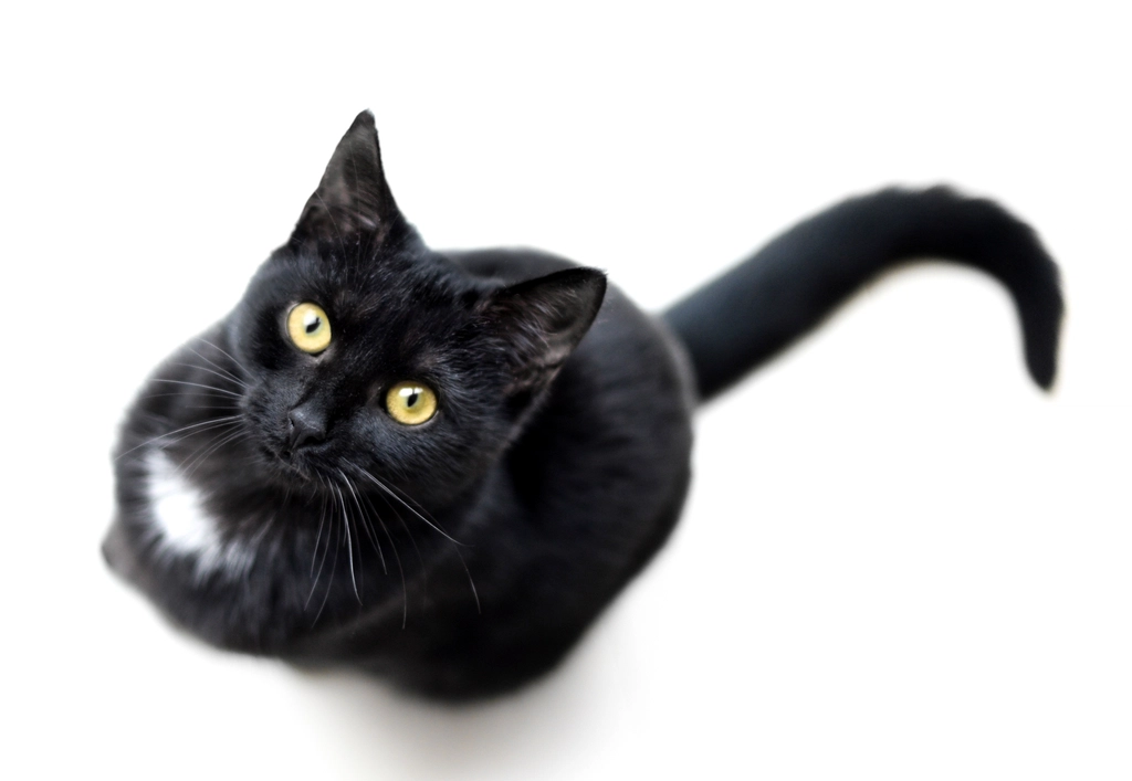 Burmese: The Curious Explorer (image credits: rawpixel)