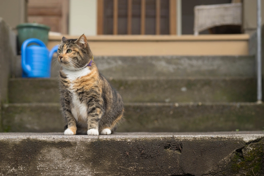 Manx: The Tail-Free Wonder (image credits: rawpixel)