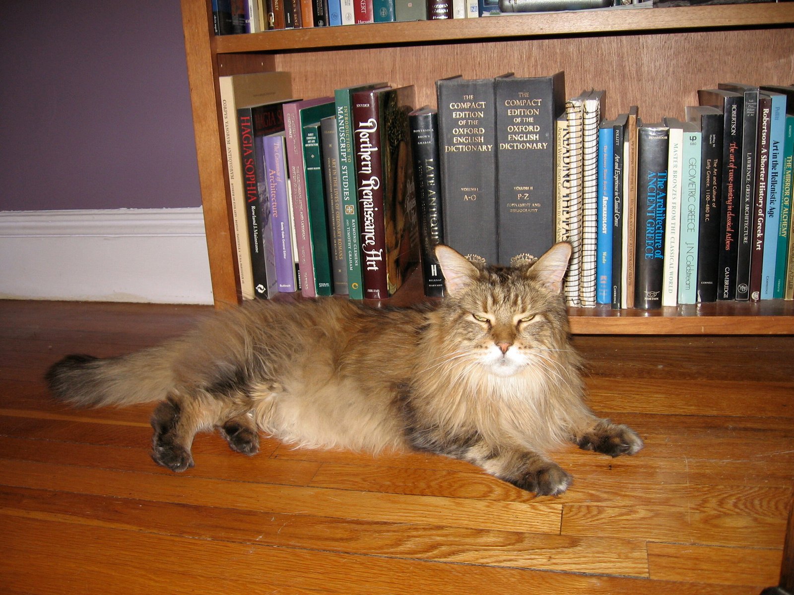 Alone Time for Senior Cats (image credits: wikimedia)