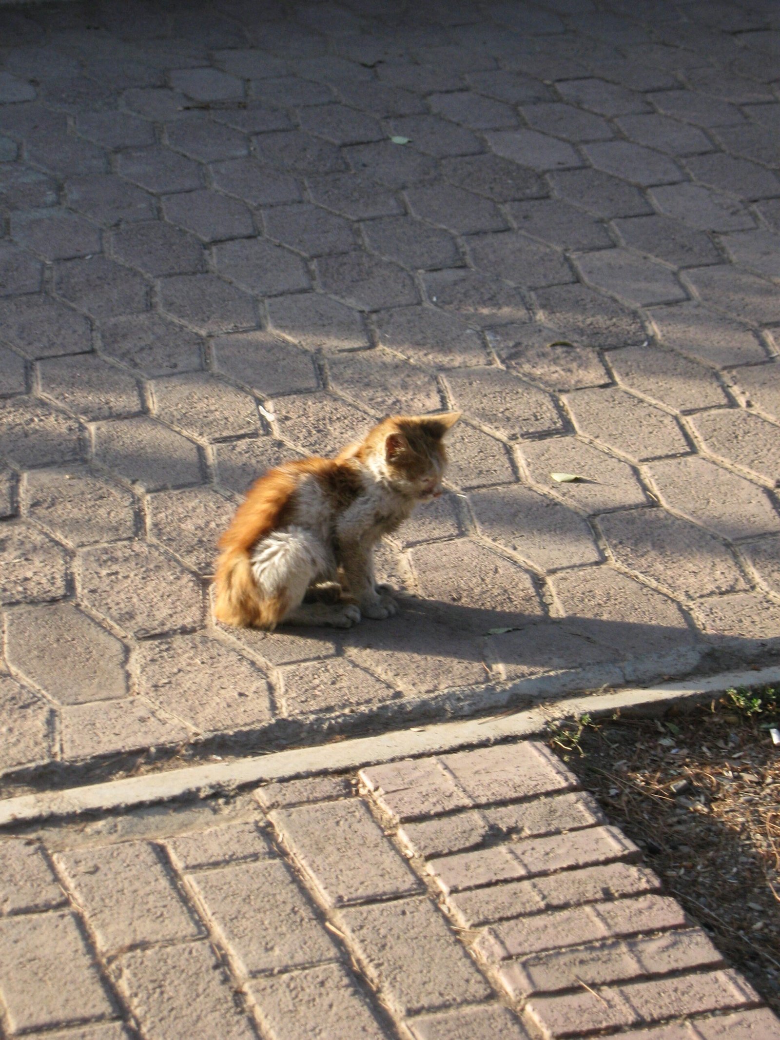 Alone Time for Kittens and Young Cats (image credits: wikimedia)