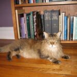 Why Cats Need Alone Time in a Loving Home