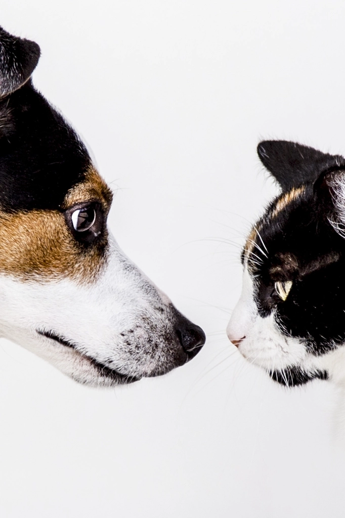 Making Friends on the Road (image credits: rawpixel)