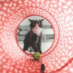 Adapting Playtime and Enrichment